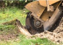 stump removal