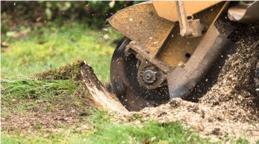 stump removal